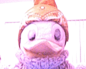 CochiseDuck.jpg
