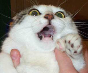 ScaredKitty.jpg
